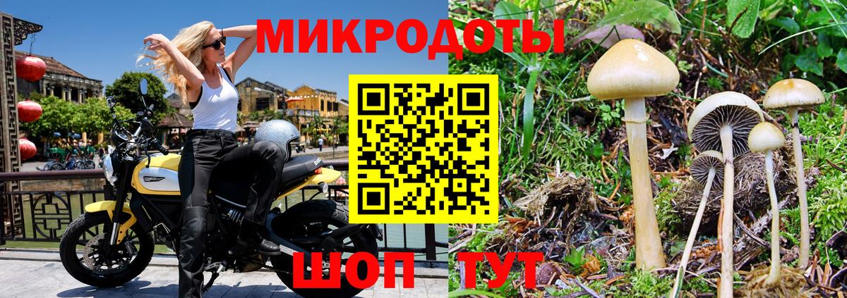 Псилоцибиновые грибы Cubensis Бийск